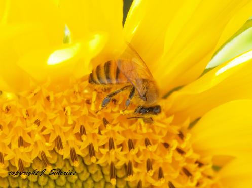 A Honey Bee foraging on a Sunflower