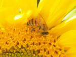 Honey Bee on&nbsp;Sunflower