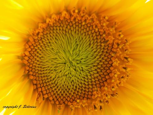 Varied, brilliant yellows of a sunflower