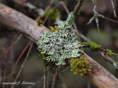 Hypnogymnia physodes, a lichen tolerant of air pollution