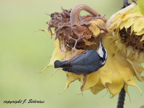 A Red-breasted Nuthatch searching for sunflower seeds