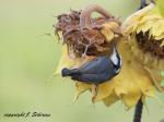 Nuthatch on Sunflower
