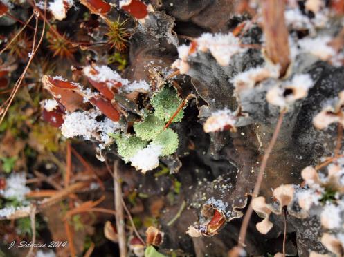 Cladonia chlorophaea
