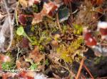 Cladonia