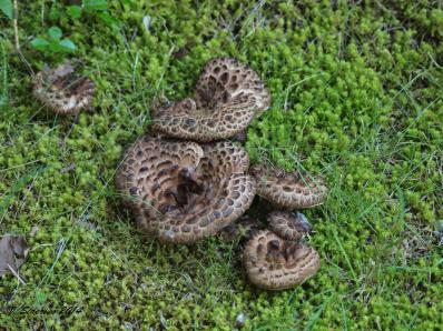 Snake or mushroom? Hydnum imbricatum