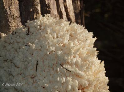 Branched Hericium (Hericium sp.)