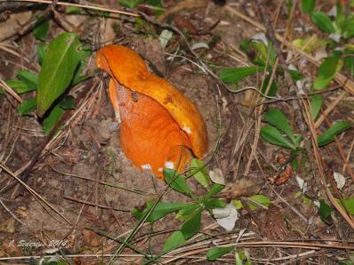 Lobster Mushroom (Hypomyces lactiflorium) 