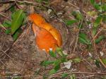 Lobster Mushroom (Hypomyces&nbsp;lactiflorium)