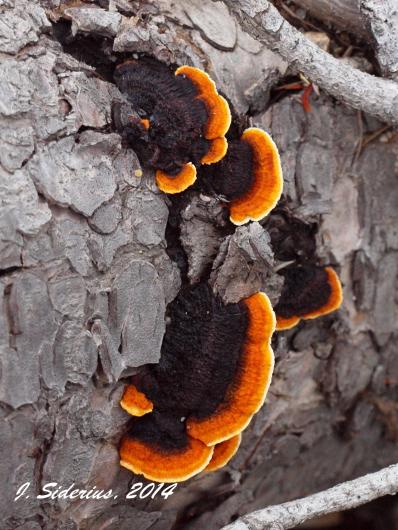 Orange Sponge Polyphore? Pycnoporellus sp.