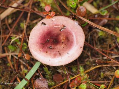 Inkcap? Lactarius sp