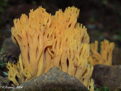 Ramaria Formosa