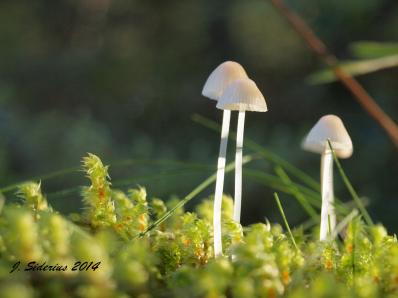 Pewter Mycena? (Mycena sp)