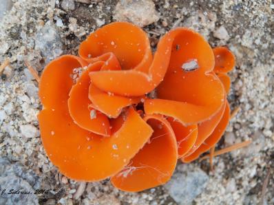 Orange Peel Aleuria aurantia