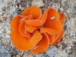 Orange Peel (Aleuria&nbsp;aurantia)