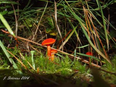 Vermilion Waxgill (Hygrophoraceae sp)