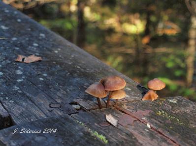 Another Mycena Mushroom