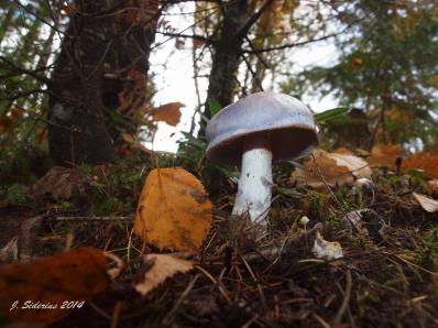 Blewit (Lepista nuda)