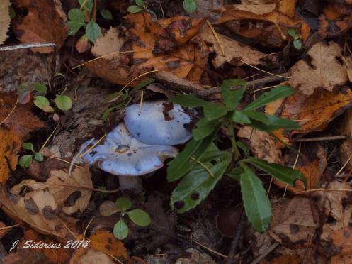 Blue Mushroom