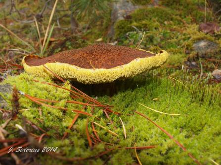 King bolete (Boletus sp)