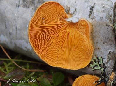 Smelly Oyster?  Phylotopsis nidulans