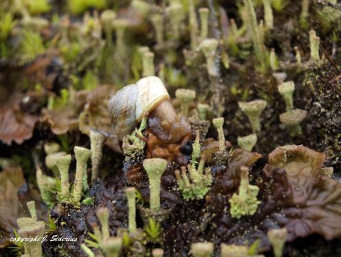 Snail in Cladonia Forest
