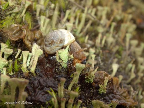 Snail in Cladonia Lichen Forest