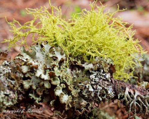 Letharia lichen - also called  Wolf Lichen.