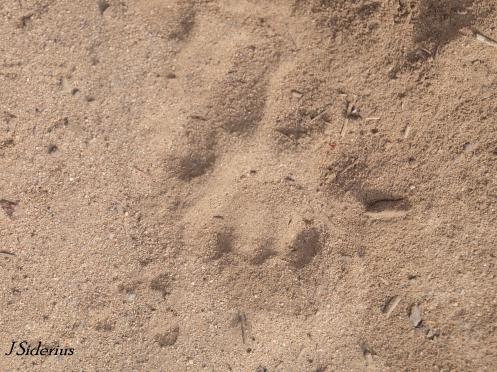Cougar track in the dirt of an old logging road