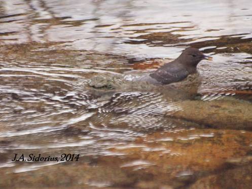 A Dipper emerges with two Kokanee Salmon eggs
