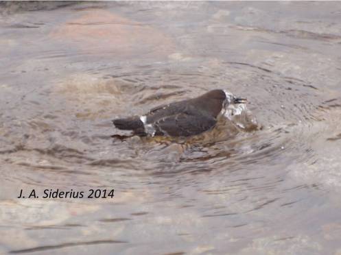 A Dipper surfaces with a Kokanee Salmon egg 