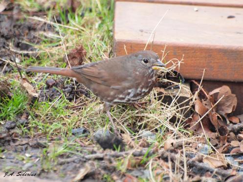 Fox Sparrow in Victoria