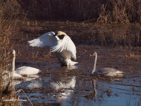 Trumpeter Swans 