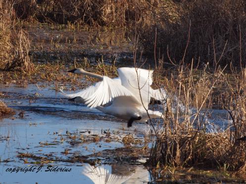 Trumpeter Swans taking off