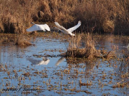 Trumpeter Swans in Flight