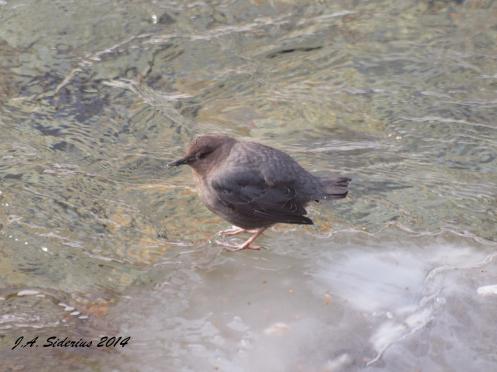An American Dipper on Ice