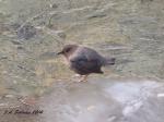 American Dipper on&nbsp;Ice