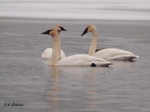 Trumpeter Swans in the Kootenays