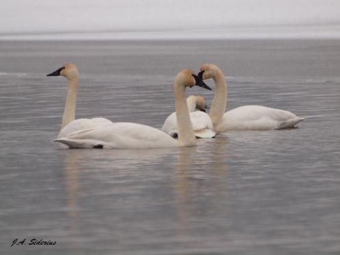A family of Trumpeters