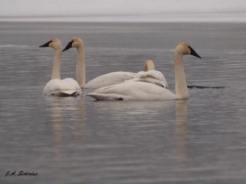 Trumpeter Swans feeding at Taghum