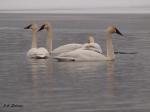 Trumpeter Swans
