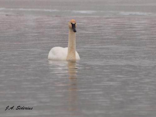 A curious Trumpeter Swan
