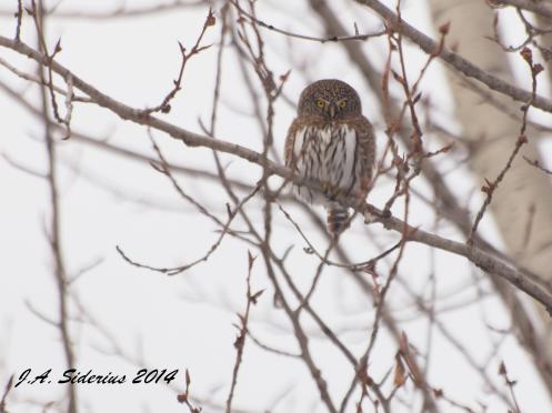 A Northern Pygmy Owl hunting for food in a frozen landscape
