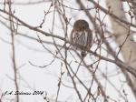 Northern Pygmy Owl
