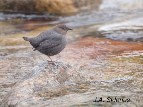 Dipper on winter Kokanee Creek