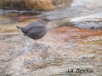 Dipper at Kokanee&nbsp;Creek