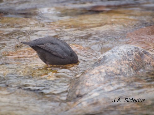 Dipper submerging its head to feed