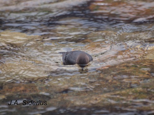A dipping Dipper