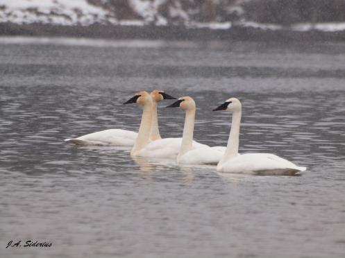 Trumpeter Swans at Taghum