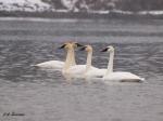 Trumpeter Swans at&nbsp;Taghum