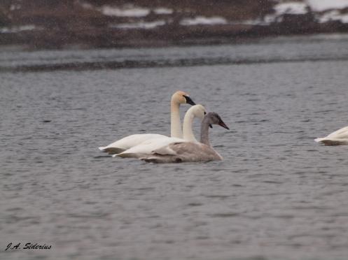 Immature and two adult Trumpeters.  From mottled to white plumage